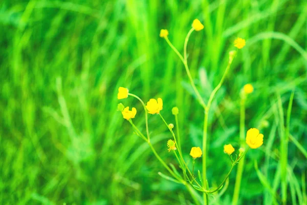 Flores silvestres amarelas pequenas florescem ao ar livre. Popularmente conhecido como "Cegueira de frango ". — Fotografia de Stock