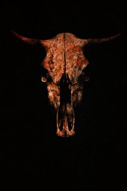 Siyah bir zemin üzerine yaratıcı kırmızı boğa'nın kafatası