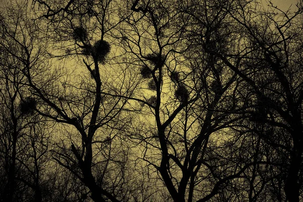 Siluetas de árboles sobre fondo amarillo, nidos de pájaro. Fondo abstracto oscuro, la naturaleza mística — Foto de Stock