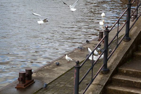 Seagulls and pigeons flying on the promenade there are bread crumbs — Stock Photo, Image