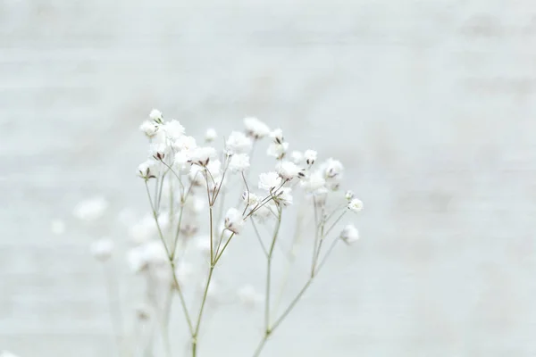 Ramo Con Fiori Bianchi Sfondo Sfocato Chiaro — Foto Stock