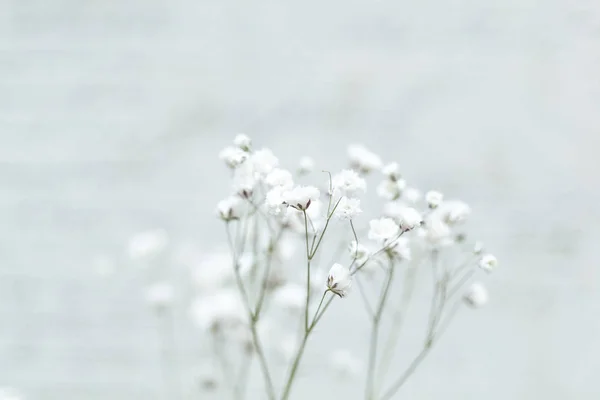 Kleine Witte Bloemen Een Abstracte Achtergrond Gypsophila Bloem Van Baby — Stockfoto