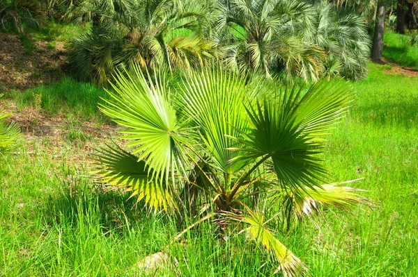 Palm Tree Tropische Zuid Groen — Stockfoto