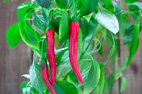 Red Hot Chili Peppers Grow Branch — Stock Photo, Image