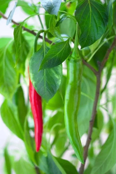 Groene Rode Chili Pepers Hangend Aan Een Tak — Stockfoto