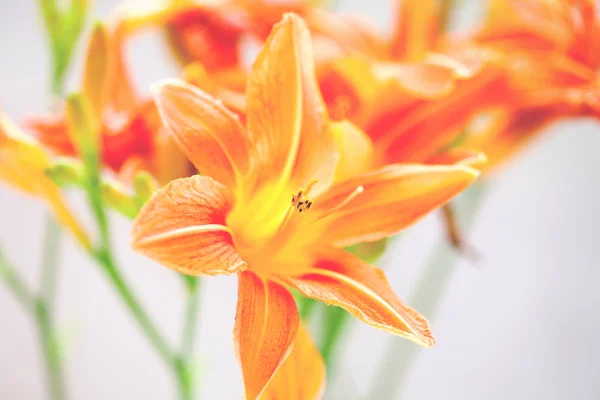 Blooming Lily Close Orange Flowers — Stock Photo, Image