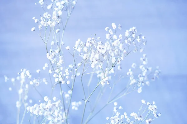 Small white flowers on a blue background (gypsophila flowers)