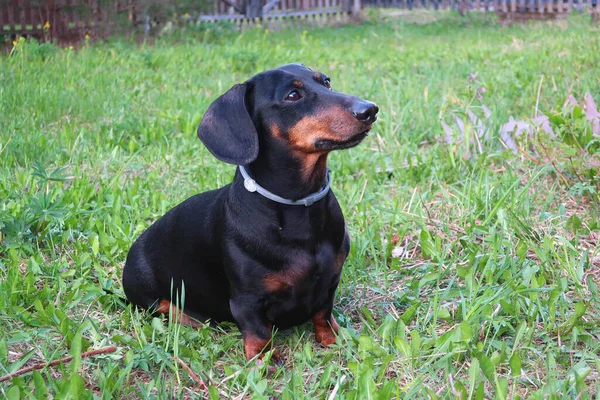 Domestic Dog Dachshund Nature City — Stock Photo, Image