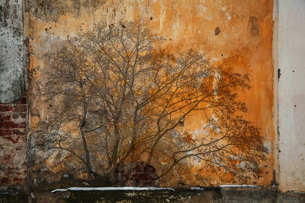 背景质感的古老的墙壁在发牢骚的风格与树的形象轮廓 加倍暴露 — 图库照片