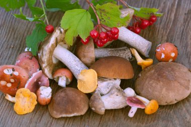 Ormanda çeşitli yenilebilir mantarlar. Yukarıdan yakın görünüm