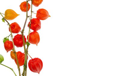 Beyaz arka planda bitki fizsalisi. Bir sürü boş yer var.