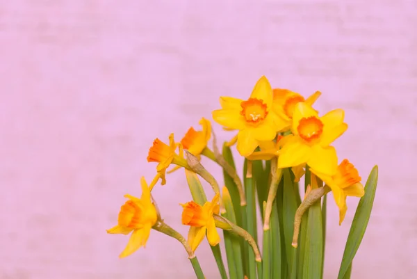 Bouquet Daffodils Pink Background — Stock Photo, Image