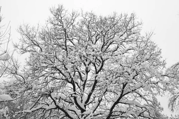 冬雪覆盖的树冠 冬季树枝的轮廓 — 图库照片