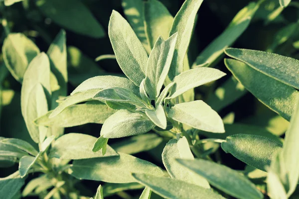 Salvia fresca creciendo en el jardín de hierbas — Foto de Stock