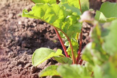 yatağa büyüyen pancar