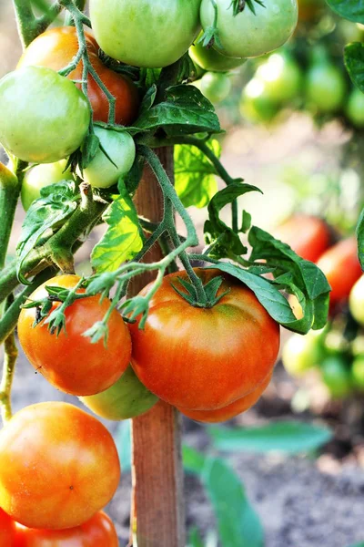 Plantação de tomate — Fotografia de Stock