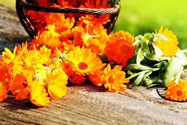 Fresh herbal calendula flowers in basket — Stock Photo, Image