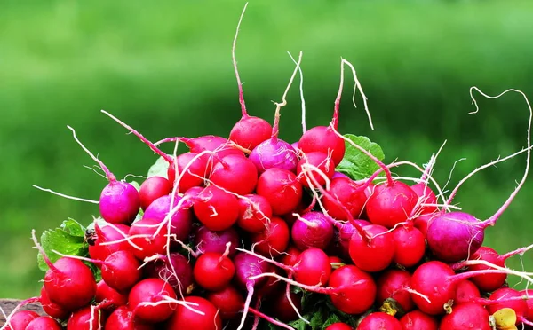 Monte de rabanetes vermelhos coloridos para venda — Fotografia de Stock