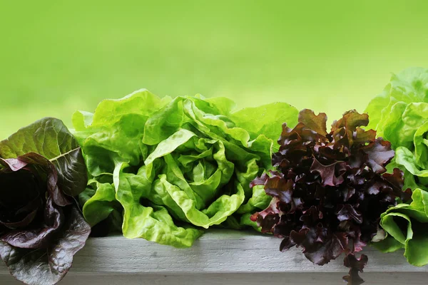 Row of green and red lettuce on green background — Stock Photo, Image