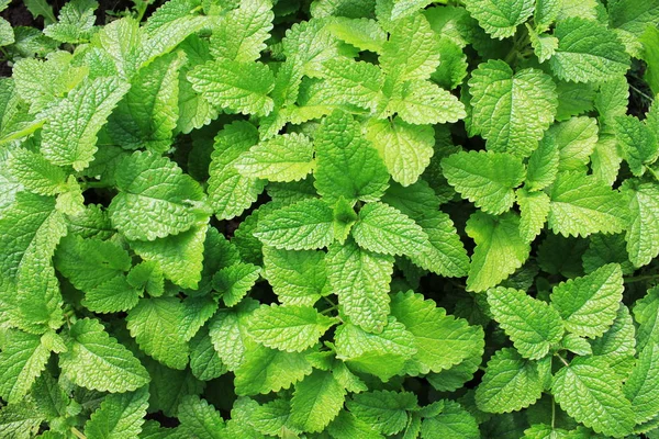 Fresh organic mint plant — Stock Photo, Image