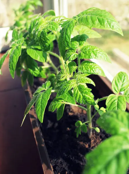 Mladá rostlina rajčete růst v hrnci vnitřní — Stock fotografie