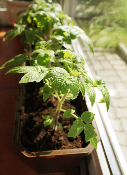 Jeune semis de tomate poussant dans un plateau — Photo