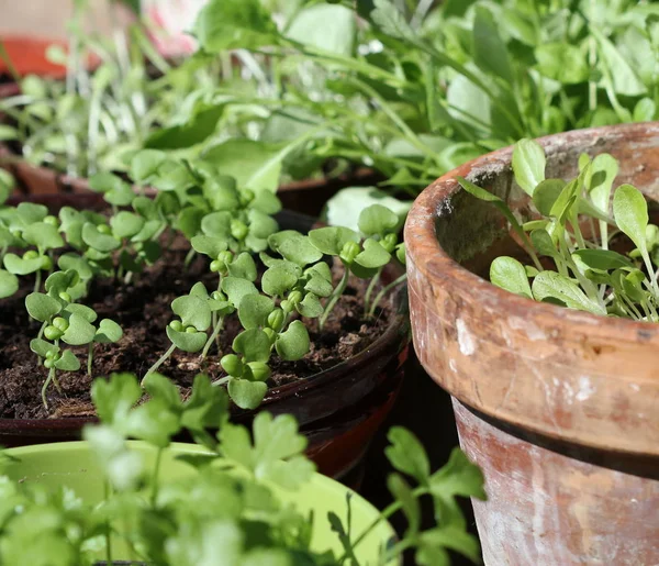 Young fresh seedlings growing in pot — Stock Photo, Image