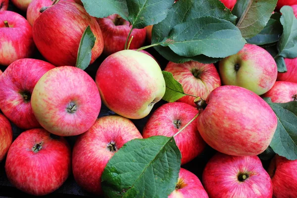 Rote Äpfel auf hölzernem Hintergrund. Ansicht von oben. — Stockfoto