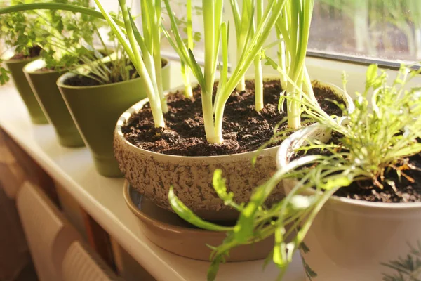 Young plants of onion and herbs growing in pots on windowsill — Stock Photo, Image
