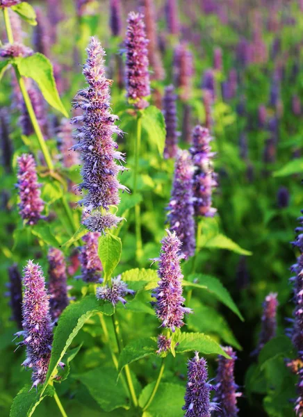 Blossom  of giant Anise hyssop (Agastache foeniculum) in a summer garden. — Stock Photo, Image