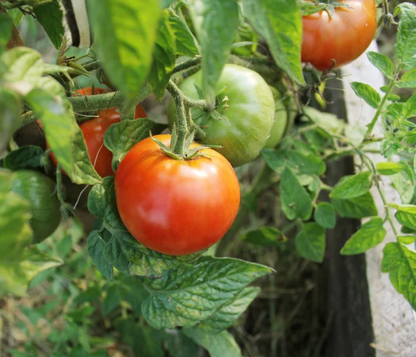 정원에서 성장 하는 빨간 토마토와 토마토 공장 — 스톡 사진