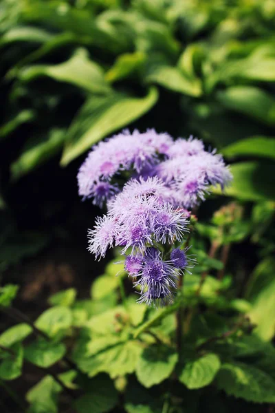 Mavi Ageratum çiçek. Mavi billygoat ot, ageratum, bluemink, flossflower, goatweed. — Stok fotoğraf