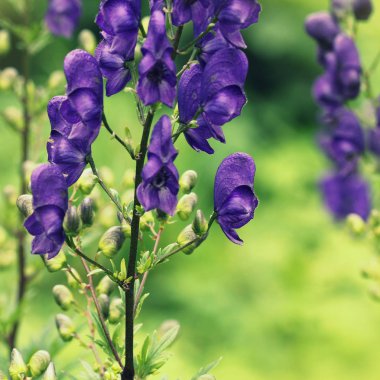 Boğanotu veya Aconitum napellus çiçek çiçek