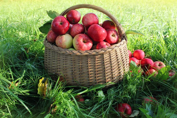 Здоровые органические яблоки в корзине — стоковое фото