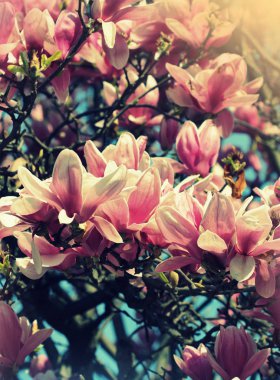 Çok güzel çiçekler ile muhteşem çiçek açan Manolya ağacı