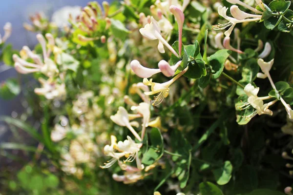 Lonc virágzó - Lonicera caprifolium — Stock Fotó