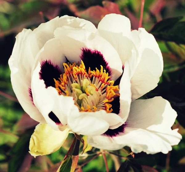 Sang de fleur de pivoine blanche - Paeonia suffruticosa — Photo