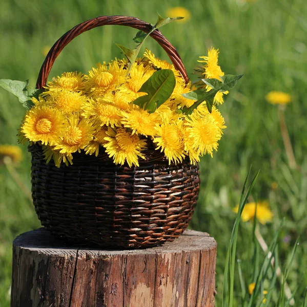 Dandelion flower in basket — Stock Photo, Image
