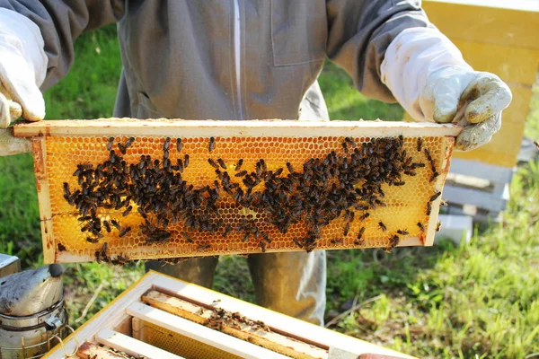 Včelař má rám s honeycomb — Stock fotografie