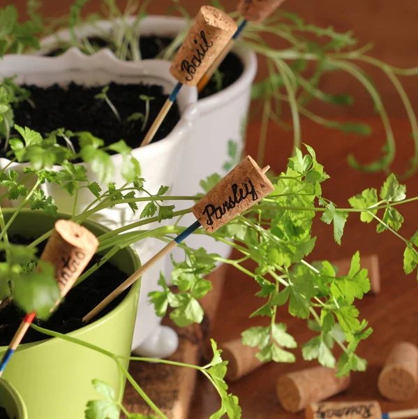 Herbs with markers growing in pot — Stock Photo, Image