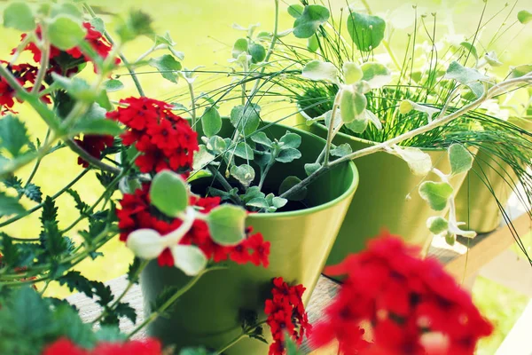 Blommor i krukor på terrassen — Stockfoto