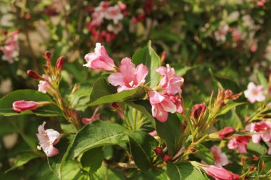 Pembe çiçek Weigela çiçek