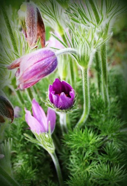 Schöne lila kleine pelzige Pasque-Blume. pulsatilla grandis. blühende Frühlingsblumen. — Stockfoto