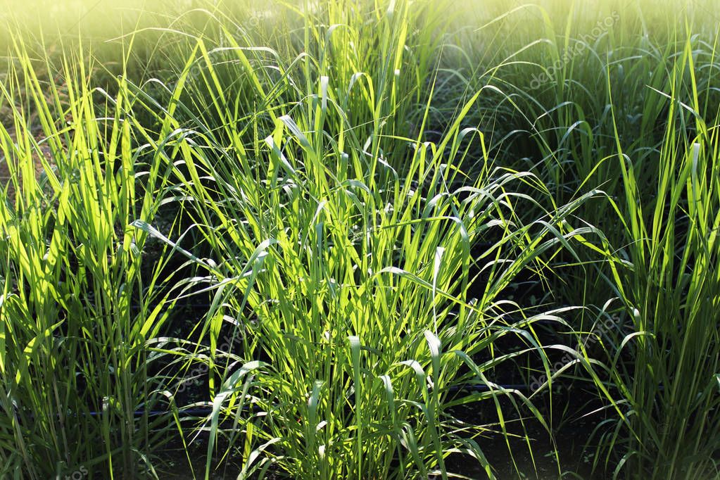 Panicum virgatum, comúnmente conocido como switchgrass, es un pasto