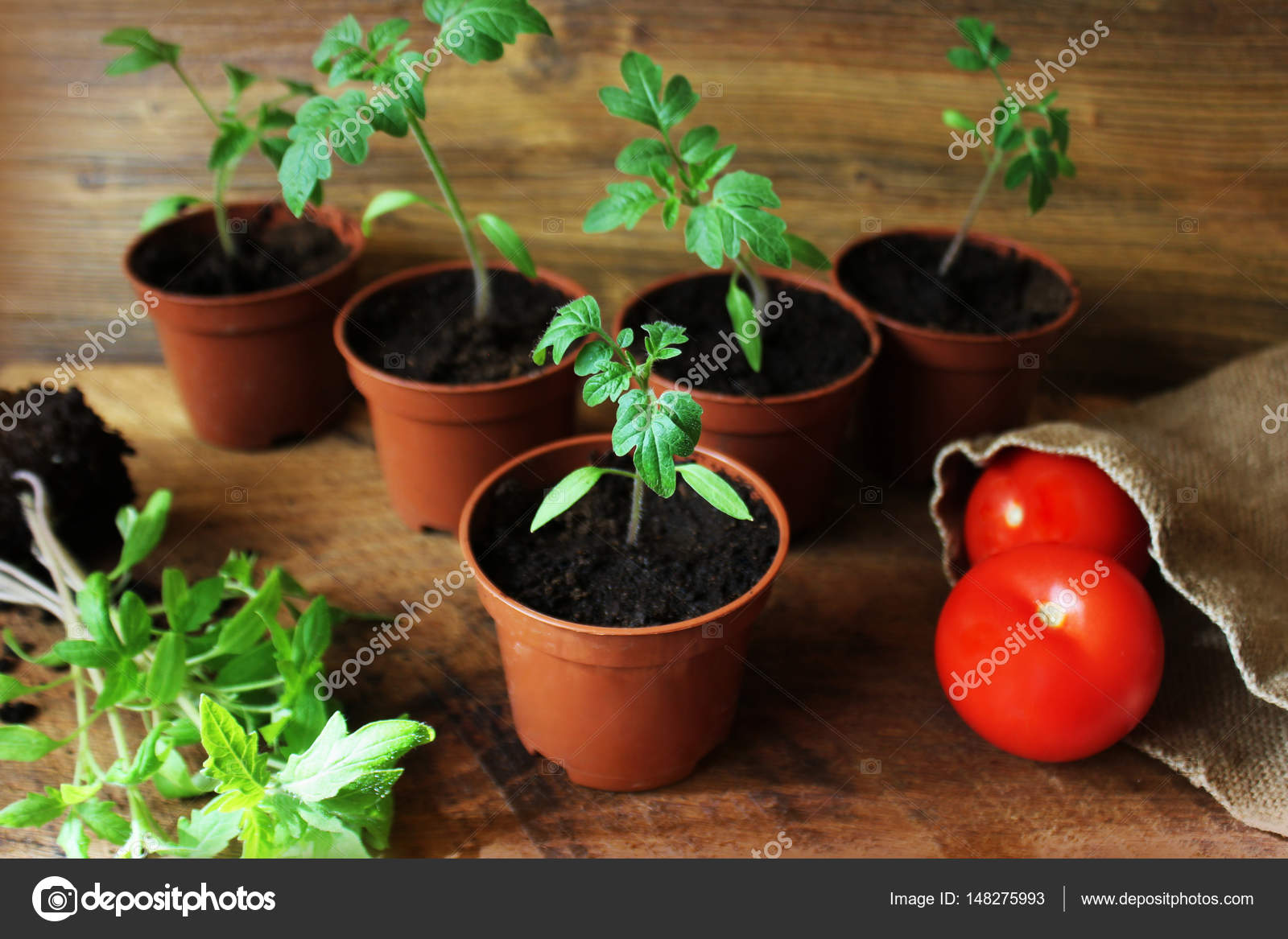 Рассада томатов в стаканчиках. Пикирование томатов. Рассада томатов в горшках. Рассада томатов в торфяных горшочках. Пересадка помидор в горшочки.