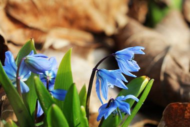 Sibirya squill, Mart ayında çiçek açan Scilla siberica