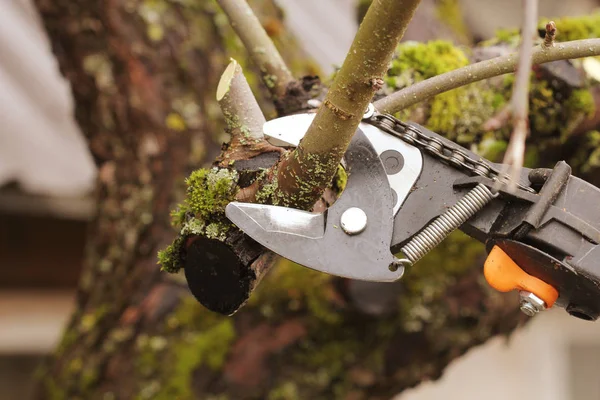 Gardener pruning old tree with pruning shears — Stock Photo, Image