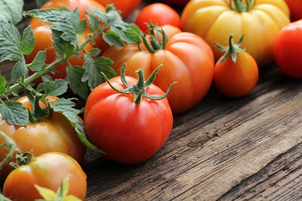 Tomates coloridos - vermelho, amarelo, cor-de-laranja. Colheita vegetal cozinhar concepção . — Fotografia de Stock