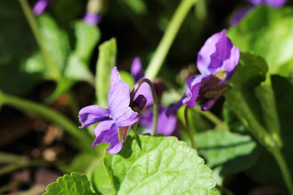 Violka vonná-divoká fialová — Stock fotografie