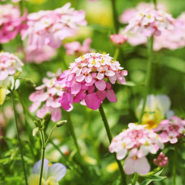 Iberis amara çiçek. Roket candytuft, acı candytuft veya vahşi candytuft olarak da bilinir.